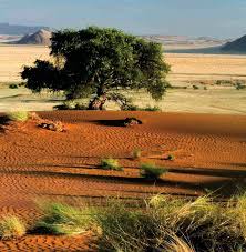 Image result for Aristida rhiniochloa