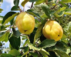 Quitten In 2020 Quitten Quitte Gesunde Fruchte