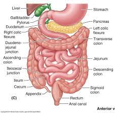 Digestive System Structures Diagram Quizlet