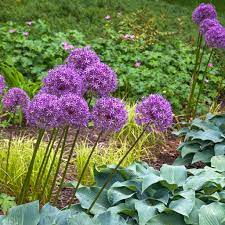 They make excellent cut flowers for fresh or dried bouquets. 10 Types Of Purple Allium Flowers
