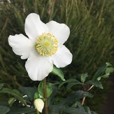 Visualizza altre idee su fiori bianchi, fiori, composizioni floreali. Rosa Di Natale Elleboro Consigli Per Coltivarla In Inverno
