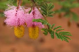 Image result for Dichrostachys