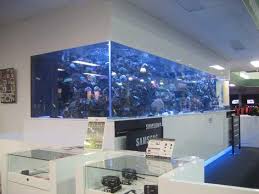 Large Wall Mounted Aquarium Aquarium Design Wall Aquarium Aquarium