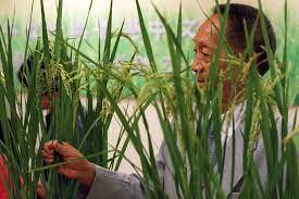 Hybrid rice has since been grown in dozens of countries in africa, america. Gocbwot8e9ah8m