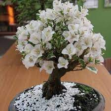 87 likes · 2 talking about this. Bonsai Colombia Bonsaicolombia ×˜×•×•×™×˜×¨