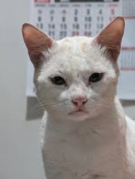 Gib mir einen lustigen Namen für meine alte, böse Katze. : r/NameMyCat