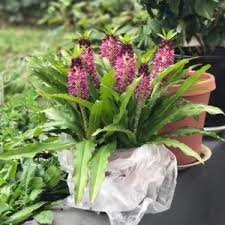 Water it when the top 2 inches of soil are dry, or about once a week. I New Added A Aloha Lily In My Garden Lajolierose Garden Manage Gfinger Is The Best Garden Manage App