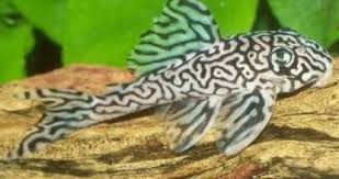 Most Expensive Pleco Rare Pleco Goruntuler Ile Balik
