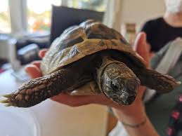 Maybe you would like to learn more about one of these? Schildkrote Gerettet Franzl Im Wiener Tierschutzverein Coronavirus Wien Vienna At