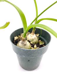 Image result for Albuca