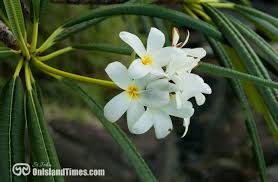 Wild Frangipani In Bloom Along Cinnamon Bay Beach St John Usvi United States Virgin Islands Beautiful Beaches Johns Island