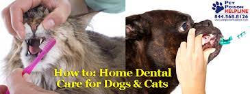 How To Home Dental Care For Dogs Cats What If I Told You There S One Quick And Easy Thing You Can Do That Could Ad Pet Poison Brushing Dogs Teeth