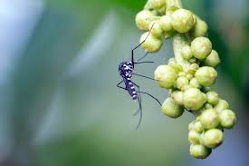 If you suspect that mosquitoes have been living or laying eggs in a drain in your home, there are a few things you can try to eliminate them. What Do Mosquitoes Eat Insect Cop