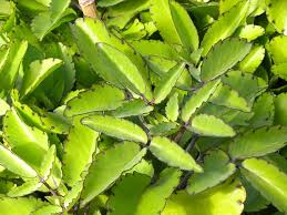 Image result for Kalanchoe crenata