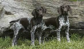 Fortunately, you've come to the right eventually, the english pointer was crossed in to add an extra burst of speed and endurance. German Shorthaired Pointer Dog Breed Information