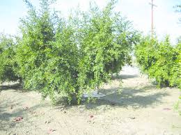 Although pomegranate trees will sprout easily from seed, growing from cuttings is the recommended method for starting this plant. A 17 Year Old Wonderful Pomegranate Plant Growing In California And Download Scientific Diagram