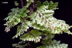 Image result for Hymenophyllum splendidum