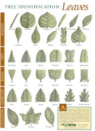 This web page explains leaf characteristics to assist in identification 5. I D E N T I F Y T R E E B Y L E A F P H O T O Zonealarm Results