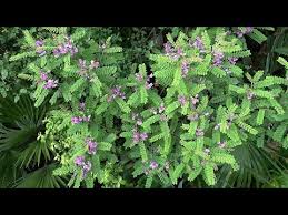 Image result for Indigofera lupatana