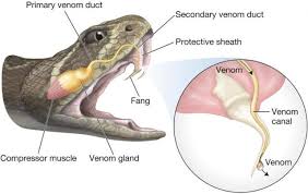 Image result for venom of the king cobra