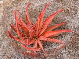 Image result for Aloe spicata