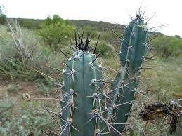 Image result for Pycreus aethiops