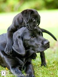 Labrador Puppies Labrador Black Funny Labradors Labrador Tips Labrador Love Dog Photos Pupp Labrador Funny Cute Labrador Puppies Labrador Retriever