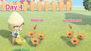 Updated on 26 march 2021. Acnh How To Plant Flowers Animal Crossing Gamewith