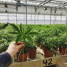 Growing cannabis outdoors allows you to take full advantage of the boundless space available. Stecklinge Kaufen Ch Home Facebook