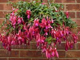 They're great indoors and out. Fuschia Hanging Basket Hanging Flower Baskets Hanging Baskets Fuchsia