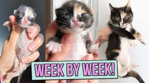 learn how baby kittens grow 0 8 weeks