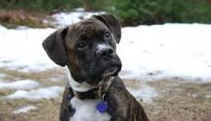 Bulloxer puppies can cost between $800 and $1200. Bull Boxer Pet Keen