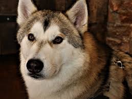 Tamaskan dog breed was particularly developed to have a dog of wolf like appearance. Tamaskan Dog Complete Guide Info Pictures Care More Pet Keen