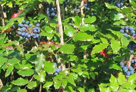 It is the most successful for. Mahonia Aquifolium Wikipedia