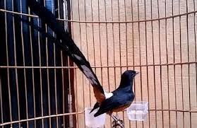 Murai batu bird vector burung cantik desain dan seni. Murai Batu Png Masteran Kicau Club