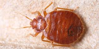 Book bed bugs at home for best rates. Why Do Bed Bugs Keep Coming Back Invader Pest Management