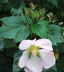 Pin On Hibiscus Garden