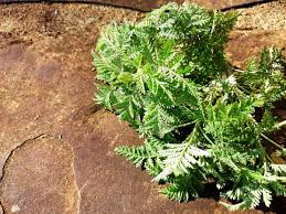 Image result for Artemisia afra