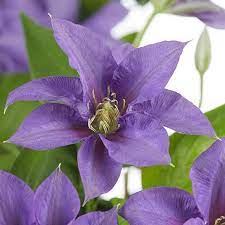 We've been shipping clematis and other beautiful vines all over the united states for over 20 years. Boulevard Patio Clematis Olympia Plant Freemans
