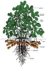 We did not find results for: Peanuts Health Benefits Light Up Your Mind Peanut Plant Plants Fall Garden Vegetables