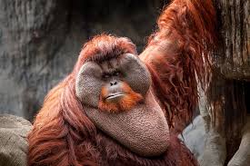 Maybe you would like to learn more about one of these? Our Favourite Funny Orangutans The Great Projects