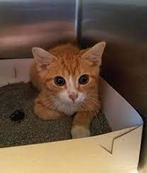 Lancaster Pa Kitten Domestic Shorthair Meet Marlin A Cat For Adoption Puppy Adoption Kitten Adoption Pets