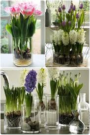 Wie Kann Man Tulpen Und Hyazinthen Ohne Boden Anziehen Mein Gruner Garten Cevreci Bahcem Diy Growing Tulips Indoor Flowers Plants