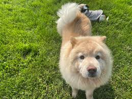 Look at Miss Mikayla doing her thing yall!! She is such a great groomer and  I'm so happy that she came to work here! Check out the before and after  pics too!