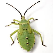 Image result for Entada mossambicensis