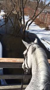 Epingle Par Marie Grzymlas Sur Equine Photography Image Cheval Photographie Equestre Cheval