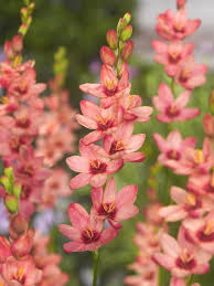 Where can i buy flowers? Ixia Pink Bulb Flowers Planting Bulbs Plant Flower Bulbs