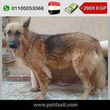 مصر القاهرة الجديدة كلب جيرمن مالينو ذكر عمره 10 شهور ضخم تقليب عالي 01100053066 01280231231 قابل للتفاوض pet4sell dogs