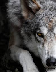 Pin By Shadow Wolf On Wolves Dogs In 2020 Beautiful Wolves Animals Wolf