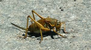 Mormon crickets on the move again in Nevada | KSL.com